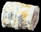 Stromatolite Covered Petrified Wood Limb - California #47054-1